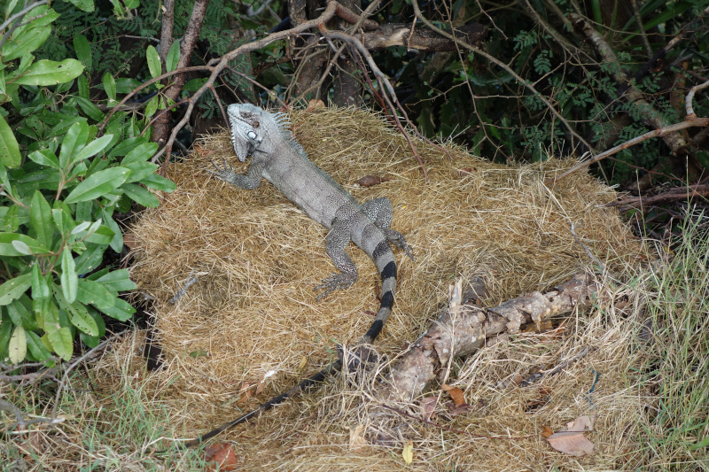 Local du Fort / DSC04553.JPG DSC04553.JPG