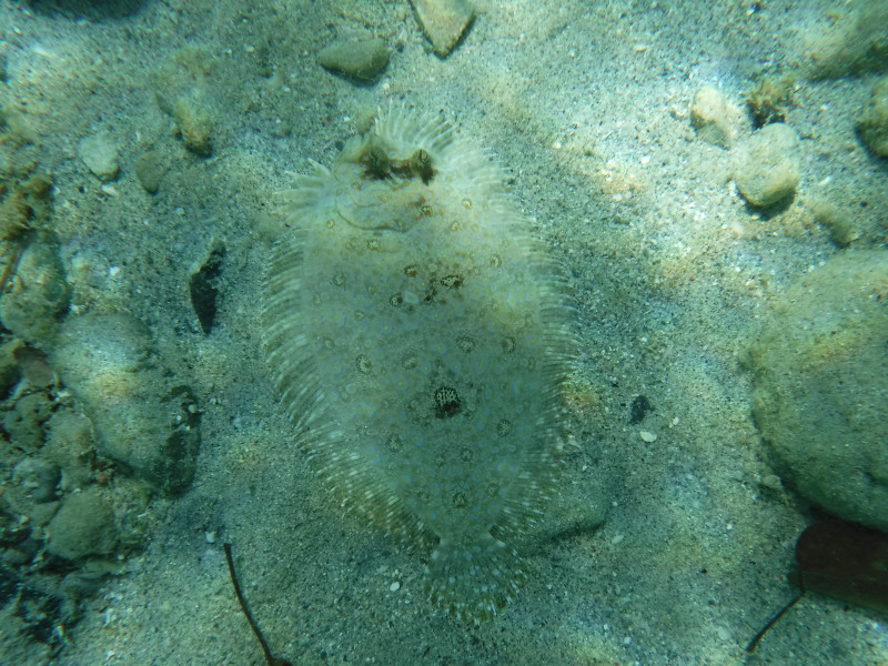 Probablement une sole / DSCF6067.JPG DSCF6067.JPG